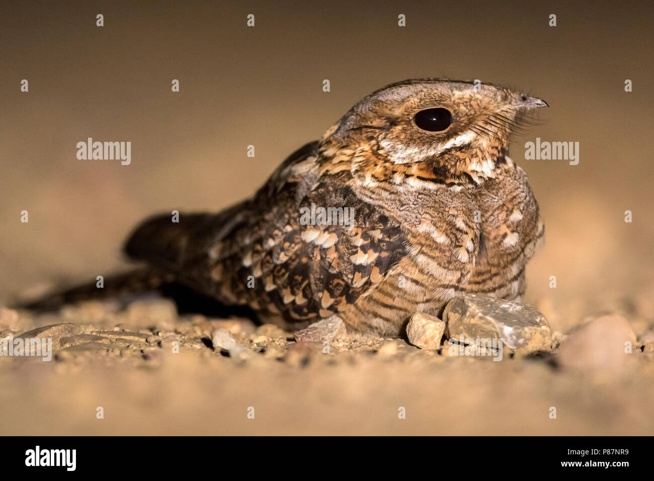 Red-necked Nightjar Moorse, Nachtzwaluw, Caprimulgus ruficollis Banque D'Images