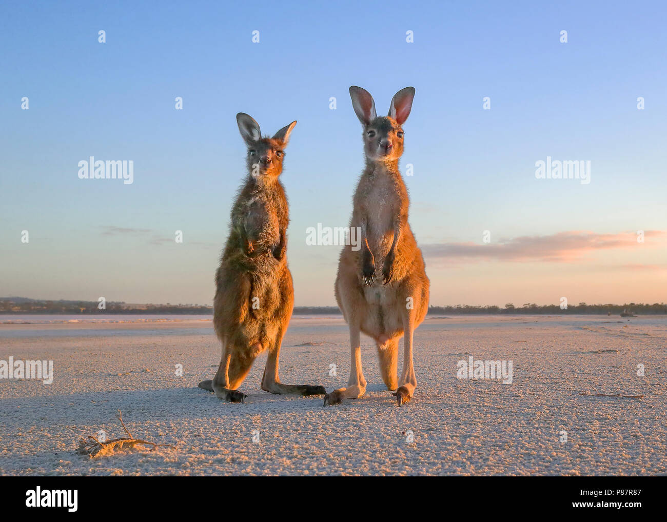 Western kangourou gris, Macropus fuliginosus Banque D'Images