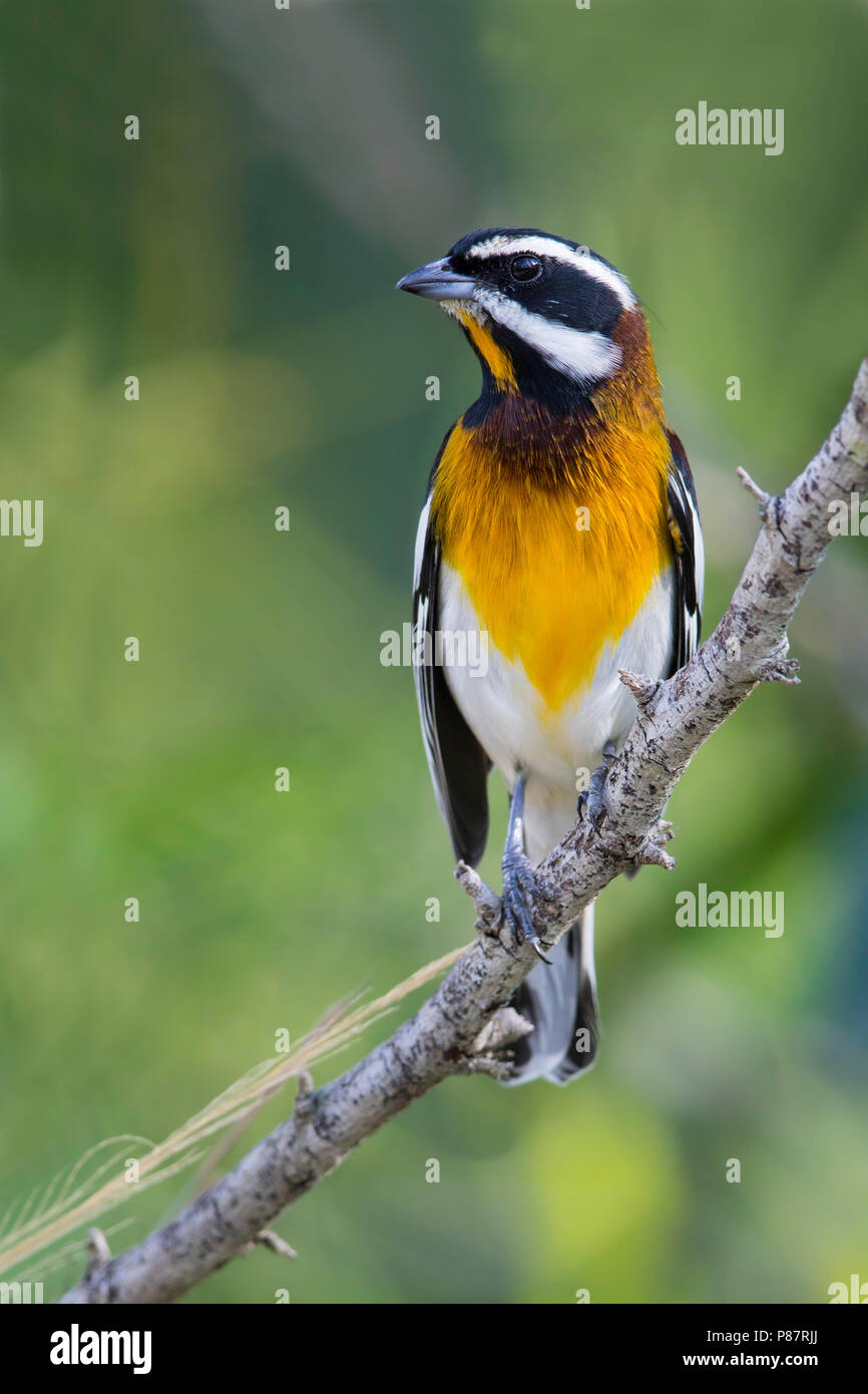 Western Spindalis zena (Spindalis) sur les Bahamas. Zena soit ou sous-espèce townsendi. Banque D'Images