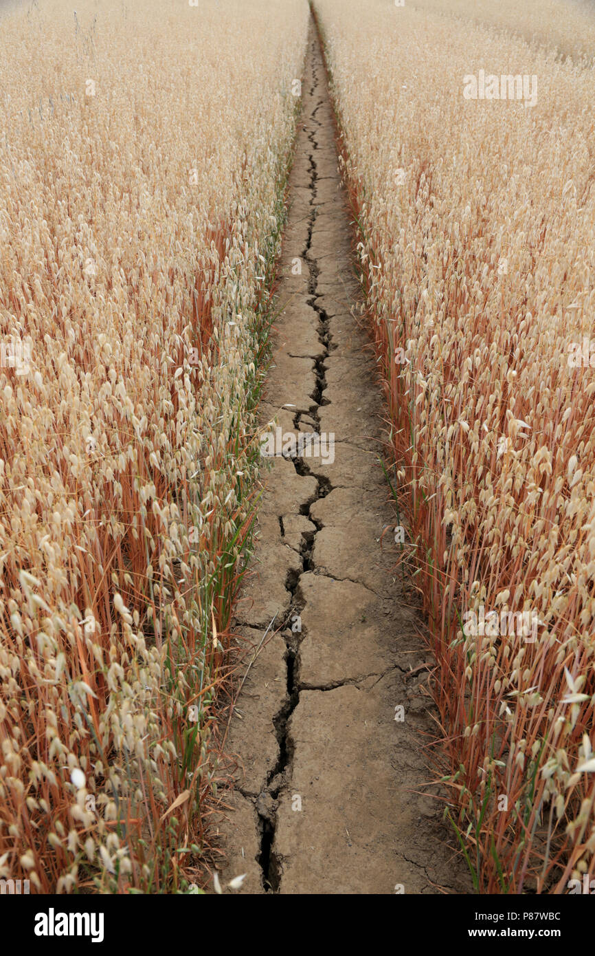 Chemin sur les terres agricoles s'est fissurée à la suite de longues temps chaud et sec en juin / juillet 2018. Banque D'Images