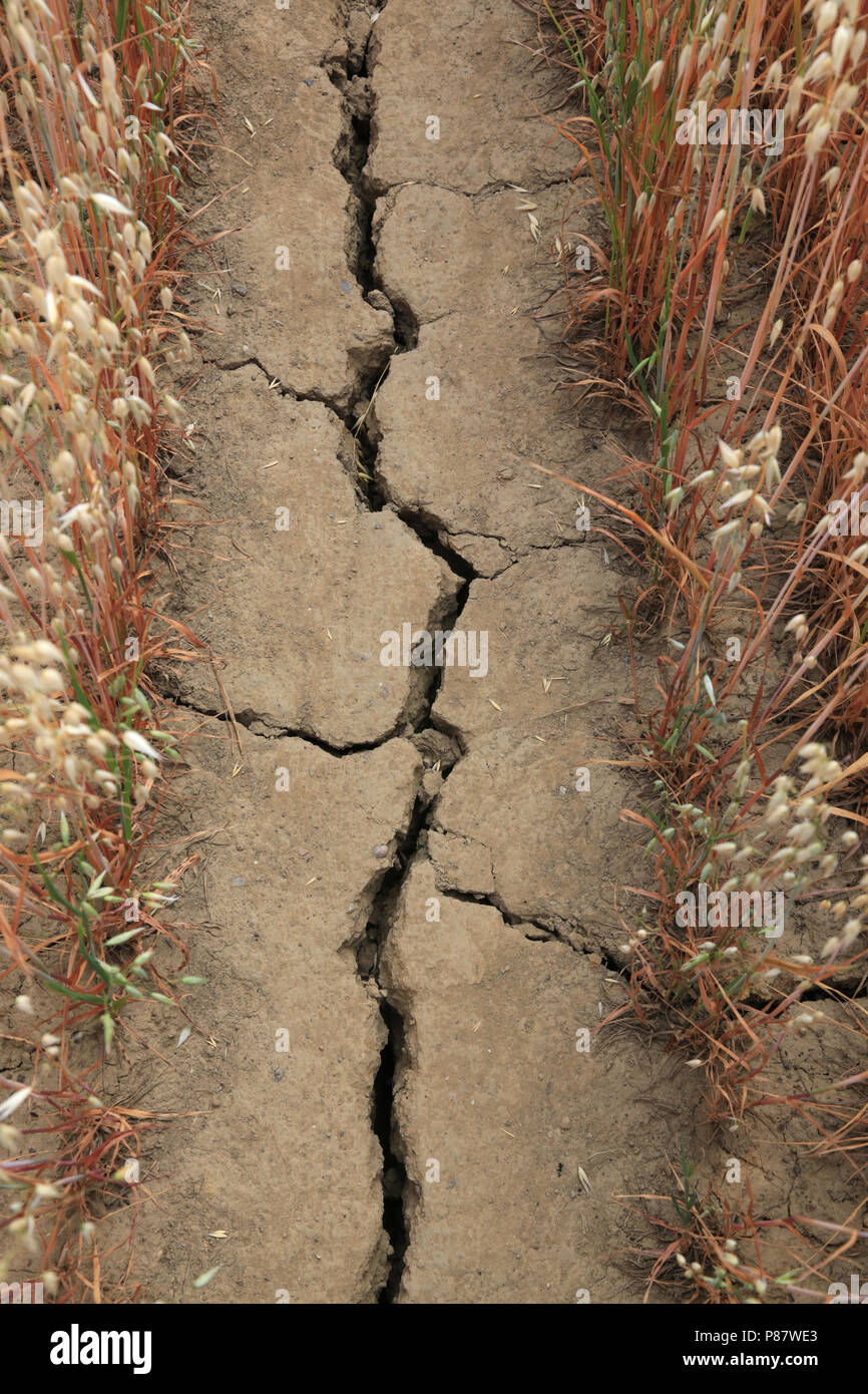Chemin sur les terres agricoles s'est fissurée à la suite de longues temps chaud et sec en juin / juillet 2018. Banque D'Images