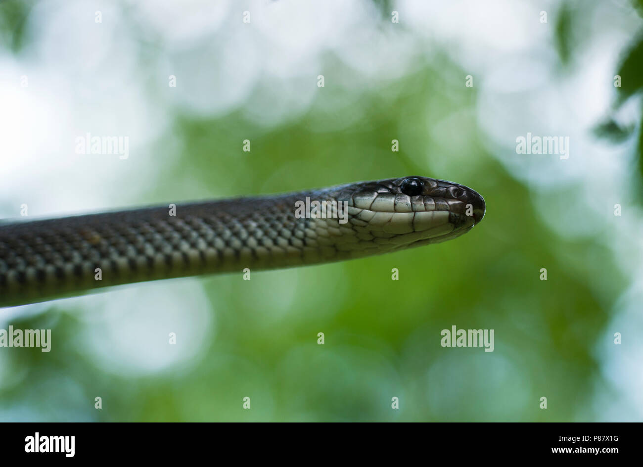 Esculaapslang in een boom, Aesculapian Snake dans un arbre Banque D'Images