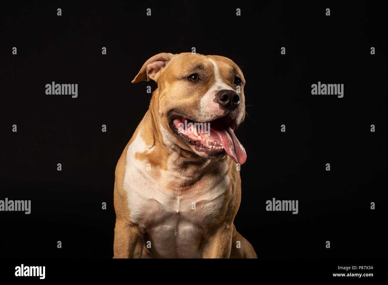 Red bull-terrier américain de mine sur fond noir Banque D'Images