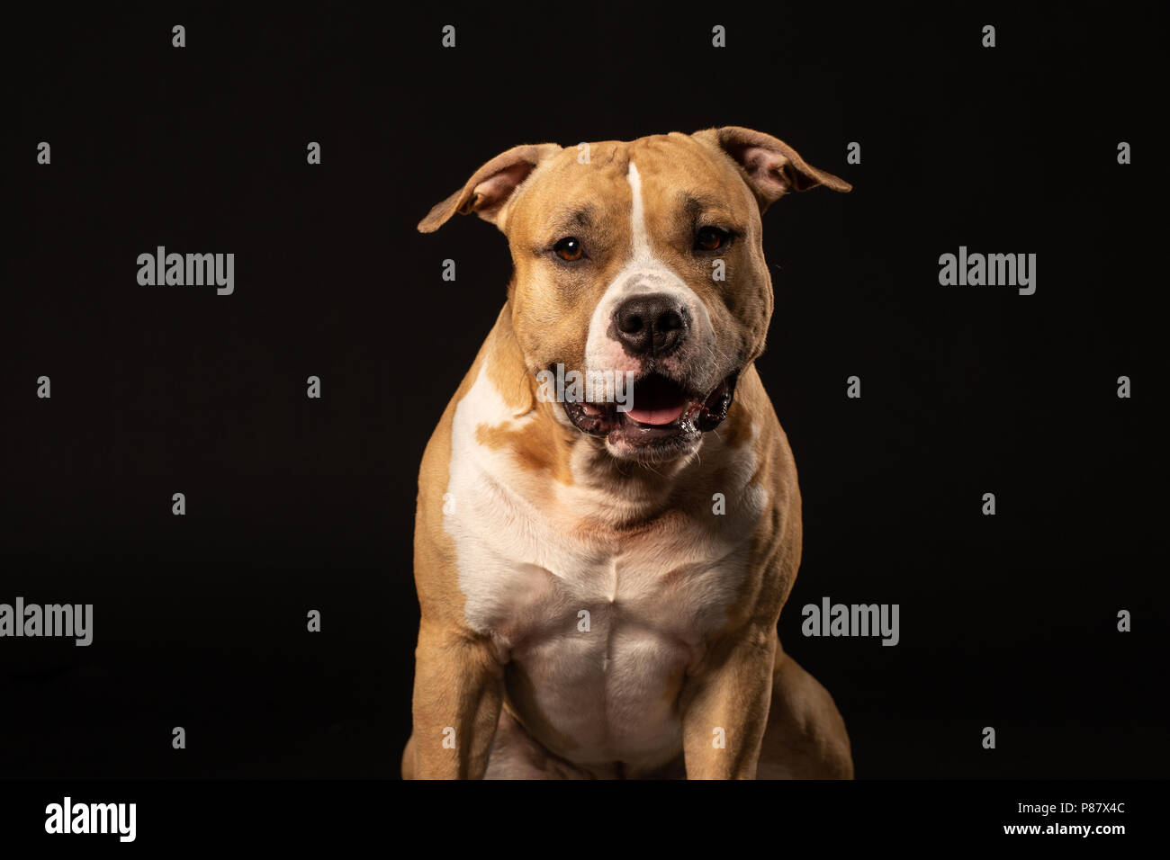 Red bull-terrier américain de mine sur fond noir Banque D'Images