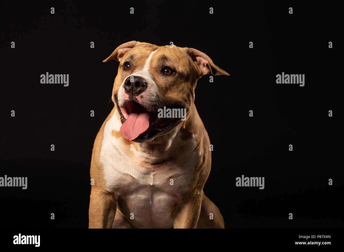 Red bull-terrier américain de mine sur fond noir Banque D'Images