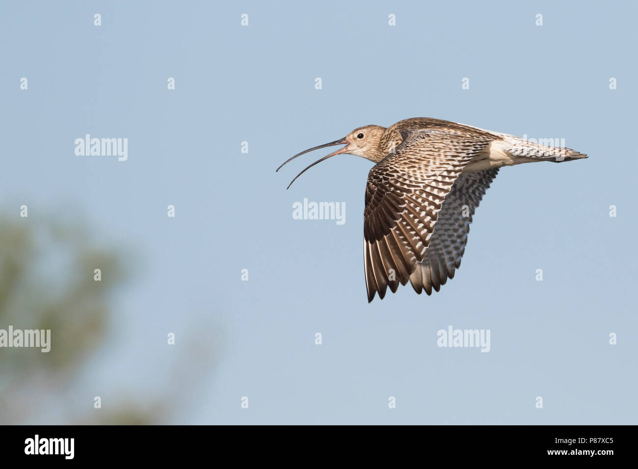 Courlis cendré, Grosser Brachvogel - Numenius arquatus ssp. suschkini, Russie (Oural), adulte Banque D'Images
