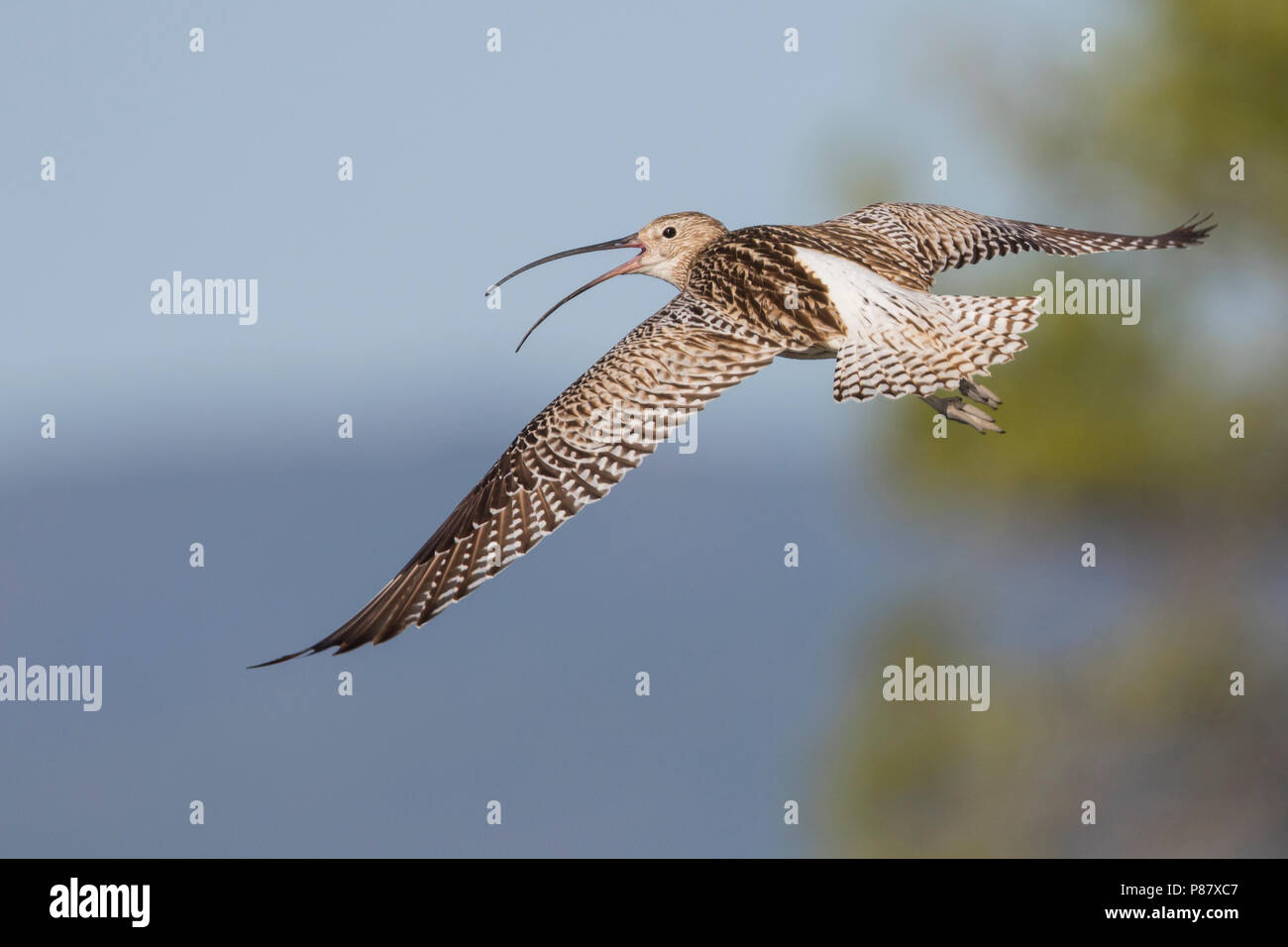 Courlis cendré, Grosser Brachvogel - Numenius arquatus ssp. suschkini, Russie (Oural), adulte Banque D'Images