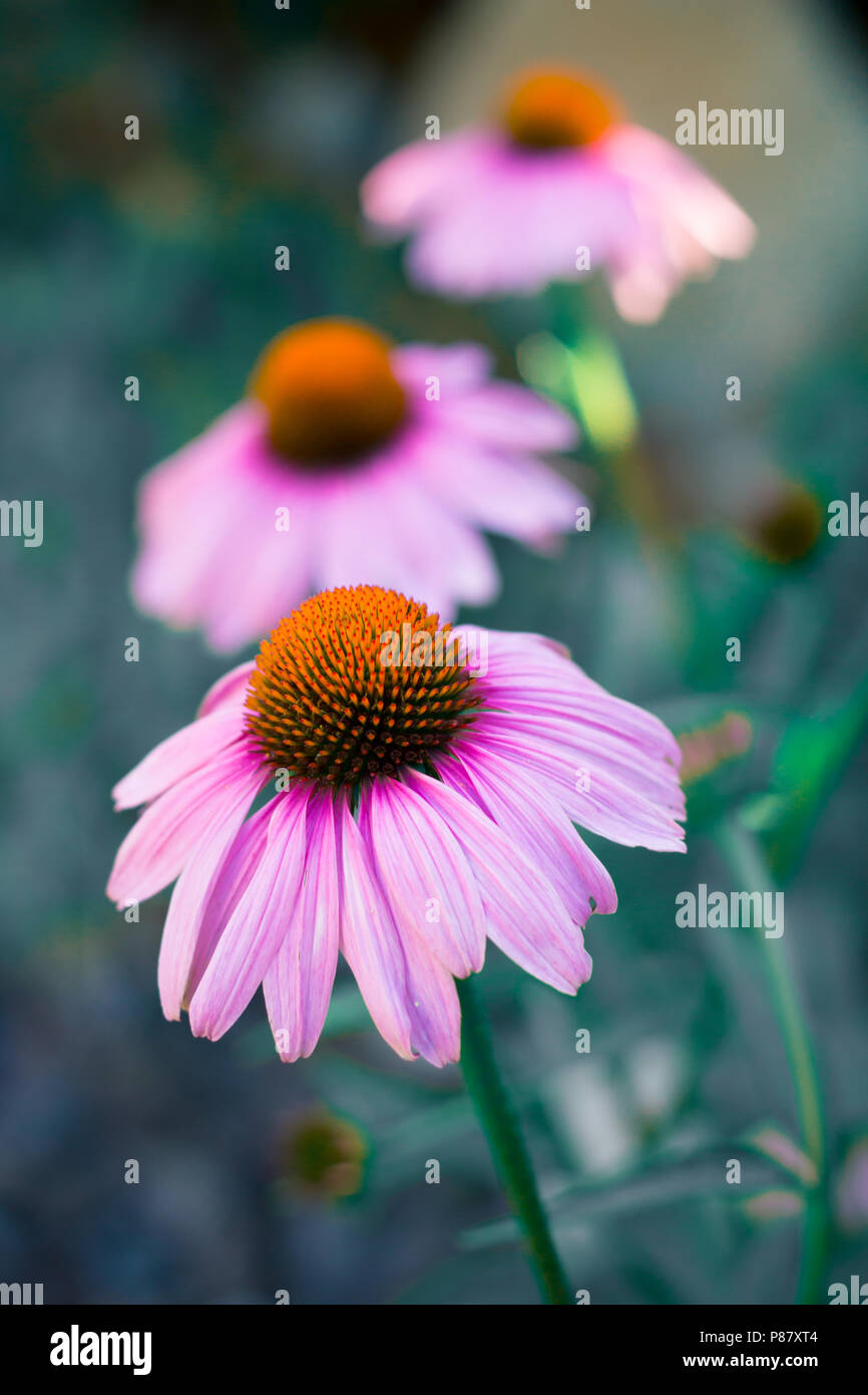 L'échinacée contre fleurs fond vert Banque D'Images