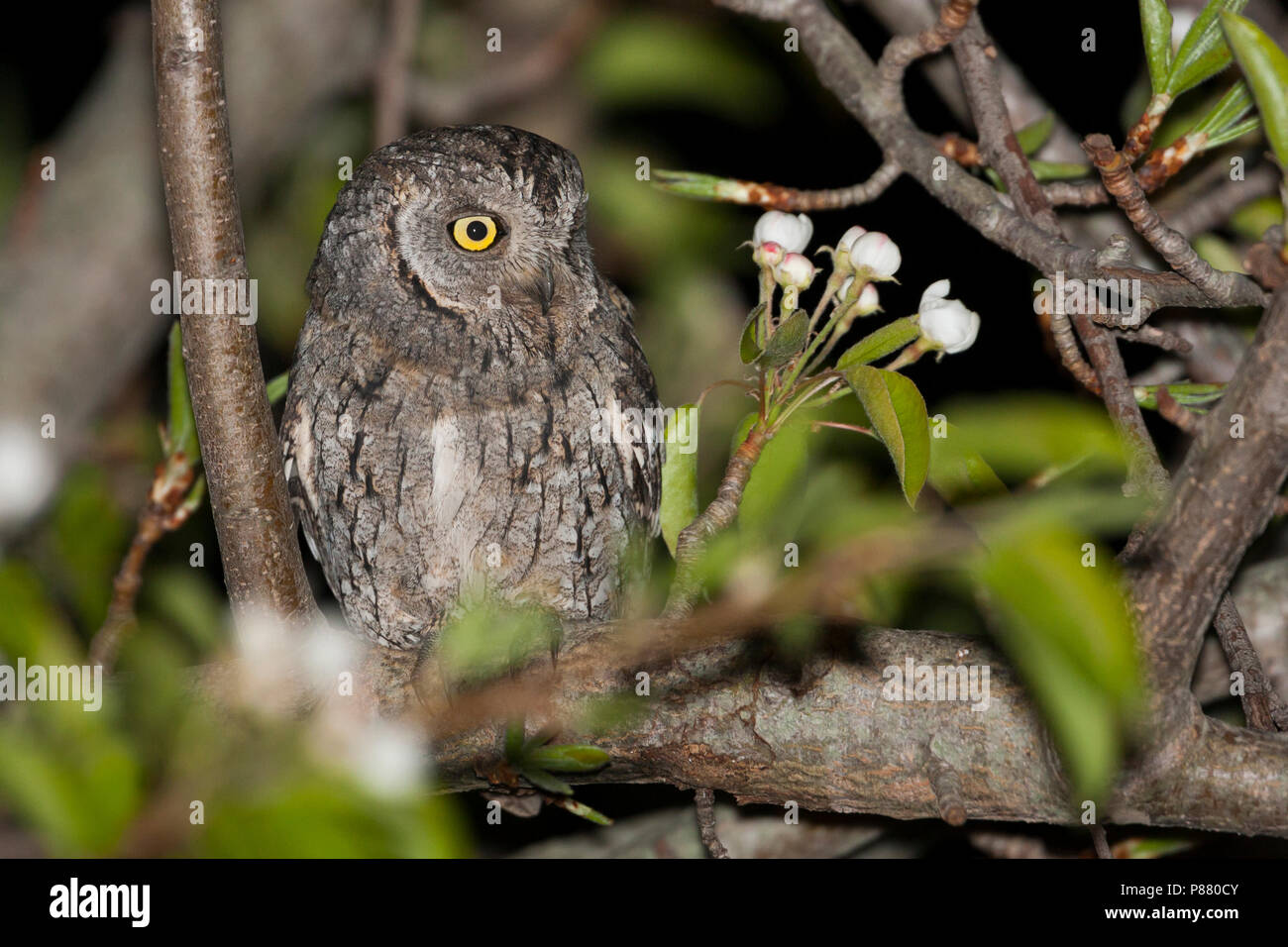 - Zwergohreule eurasienne Scops-Owl Otus scops scops -, en Espagne (Barcelone), des profils Banque D'Images