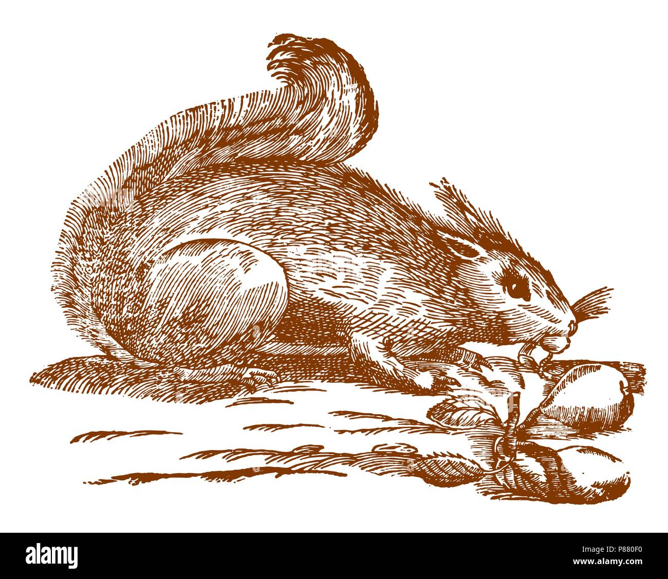 Le grignotage l'écureuil roux (Sciurus vulgaris). Illustration après une gravure sur bois historique du 17e siècle Illustration de Vecteur