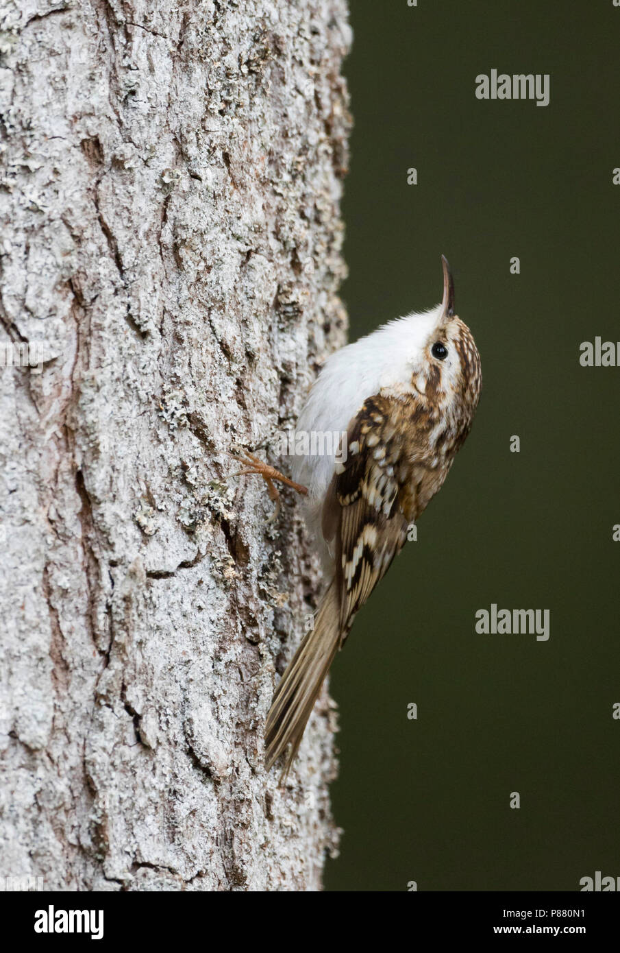 Bruant eurasien - Waldbaumläufer - Certhia familiaris ssp. macrodactyla, Allemagne Banque D'Images