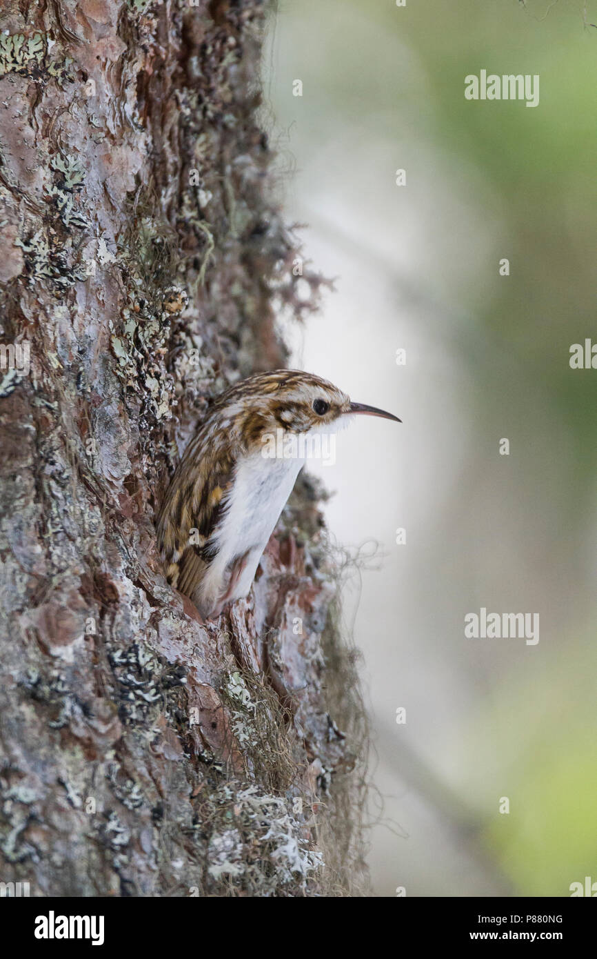 Bruant eurasien - Waldbaumläufer - Certhia familiaris ssp. macrodactyla, Autriche Banque D'Images