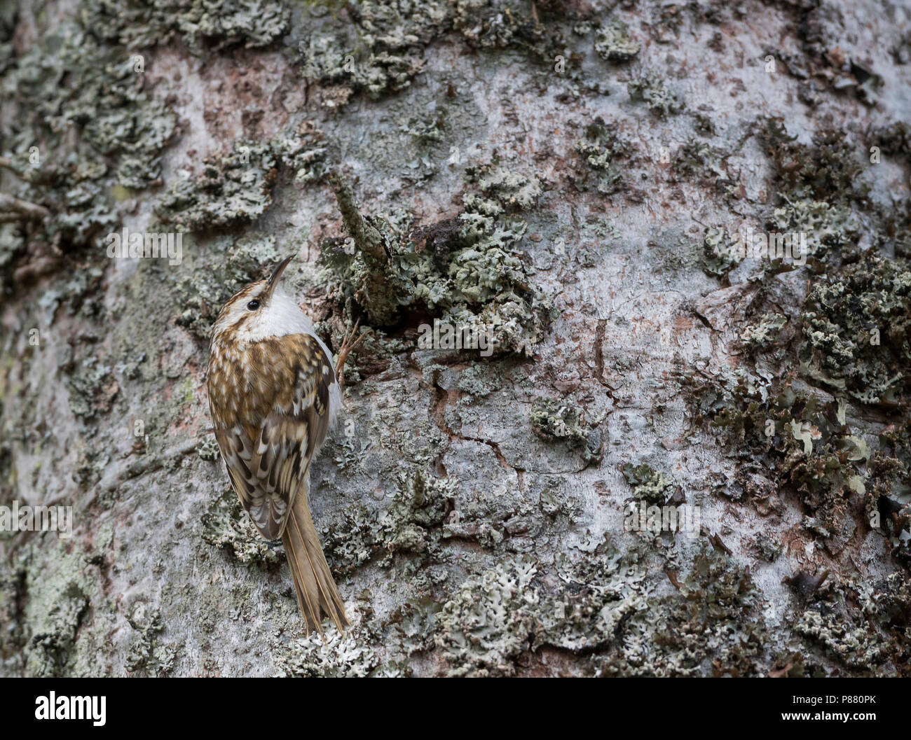 Bruant eurasien - Waldbaumläufer - Certhia familiaris ssp. macrodactyla, Allemagne Banque D'Images