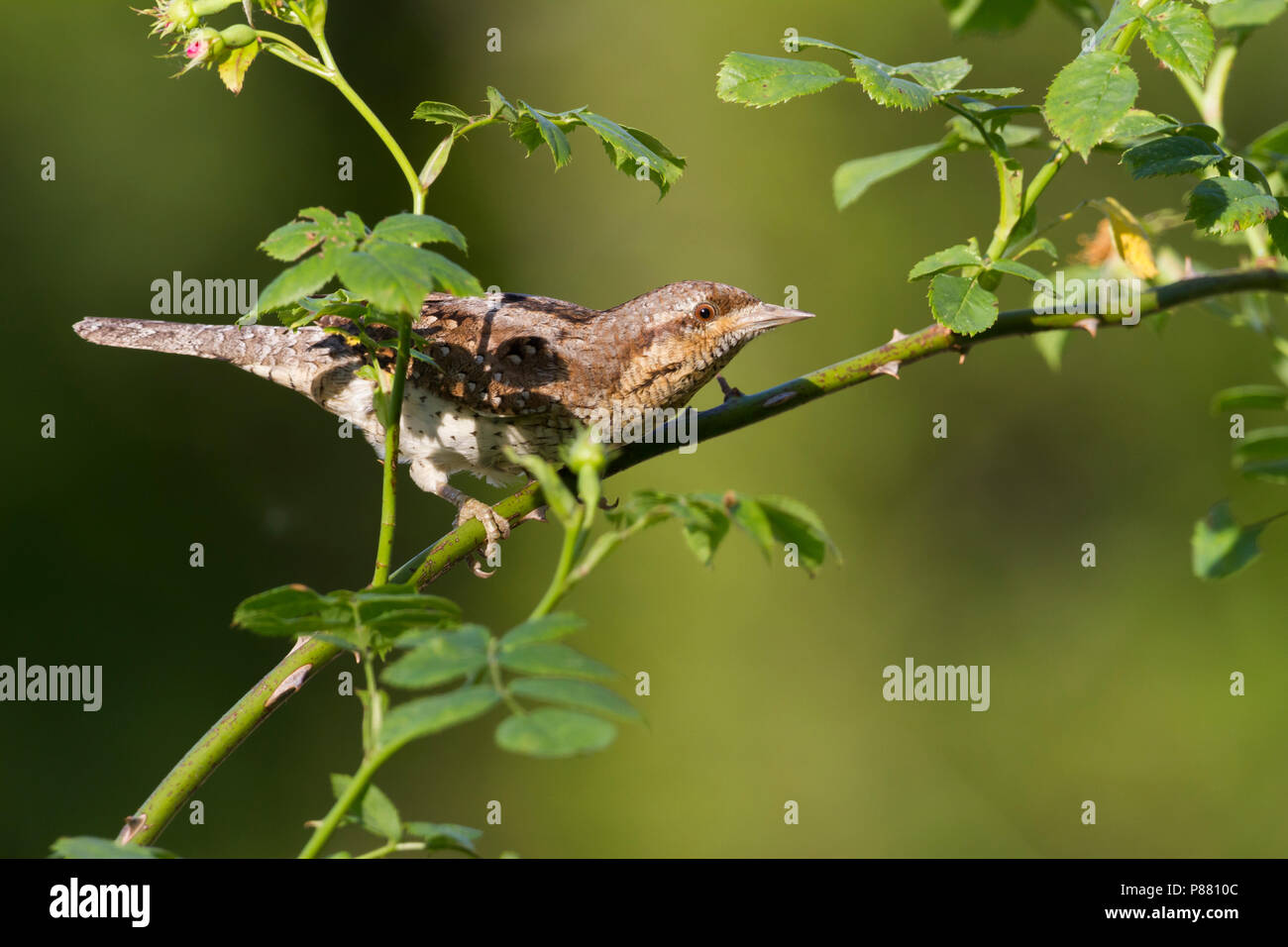 - Wendehals eurasienne fourmilier - Jynx torquilla ssp. Jynx torquilla, Allemagne, des profils Banque D'Images