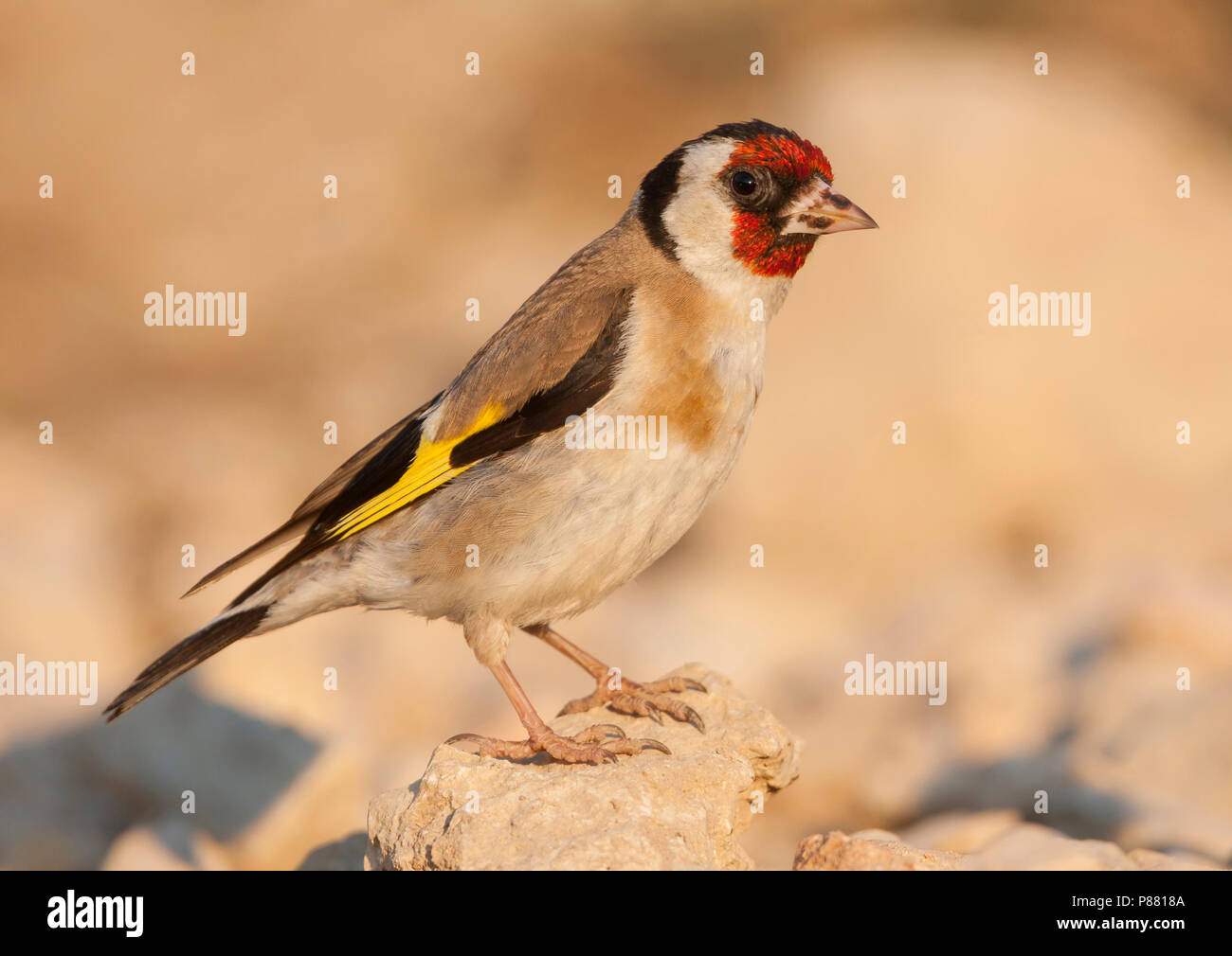 European Goldfinch, Putter, Carduelis carduelis ssp. balcanica, Croatie, adulte de sexe féminin Banque D'Images