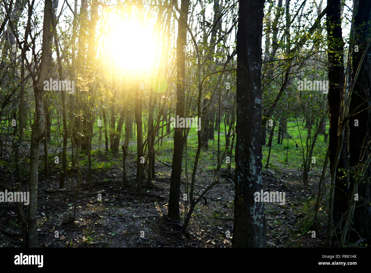 Magnifique coucher de soleil pris en photo tout en faisant de la randonnée dans la forêt. Apparaît par le soleil de la zone arborée. Banque D'Images