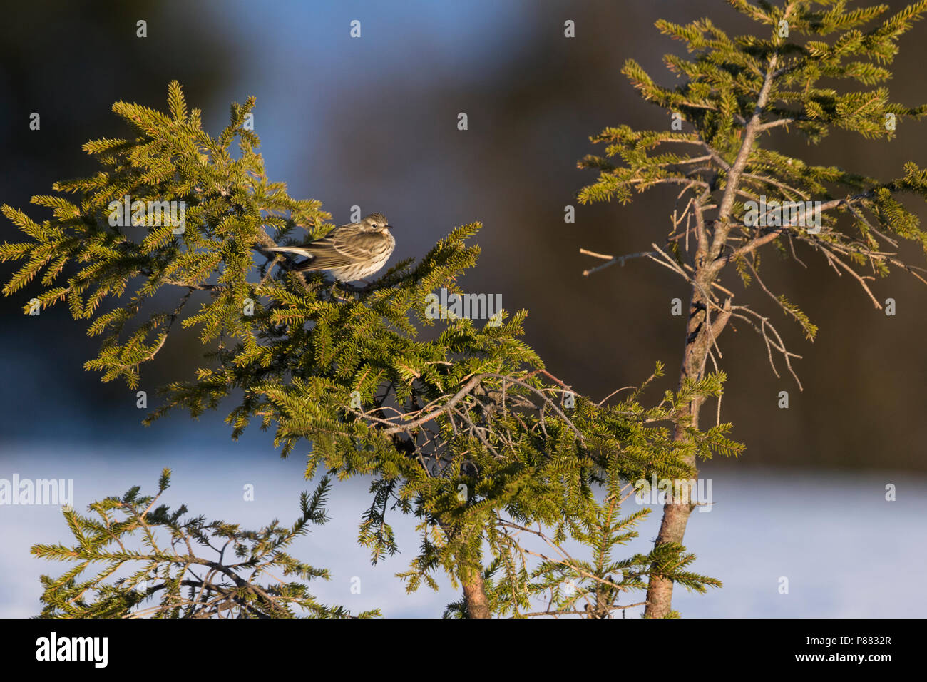 Meadow Pipit spioncelle - Anthus pratensis - Wiesenpieper ssp. pratensis, Allemagne Banque D'Images