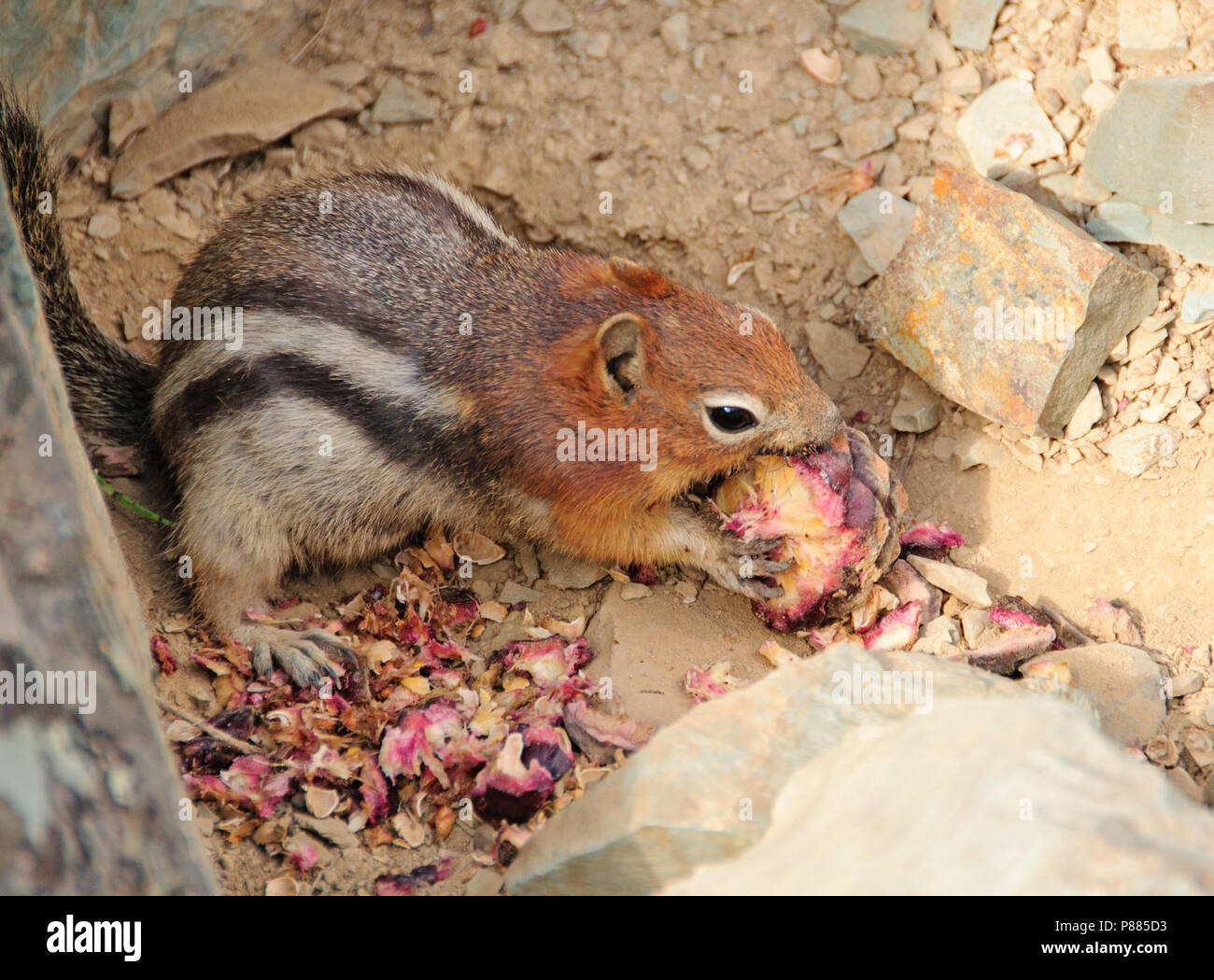 Golden-Mantled ground squirrel manger une pomme de pin Banque D'Images