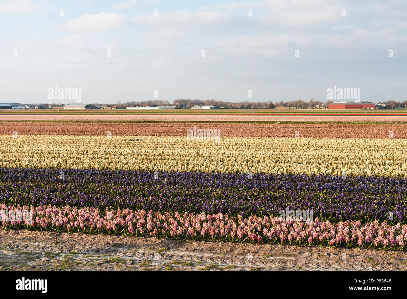 Hyacinten Bollenveld a rencontré diverses kleuren ; domaine de l'ampoule avec différentes couleurs des jacinthes Banque D'Images