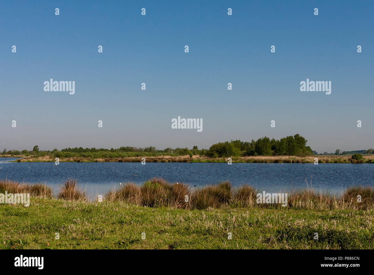 Plus de van zwemmende plas rencontré vogels ; aperçu des oiseaux du lac avec piscine Banque D'Images