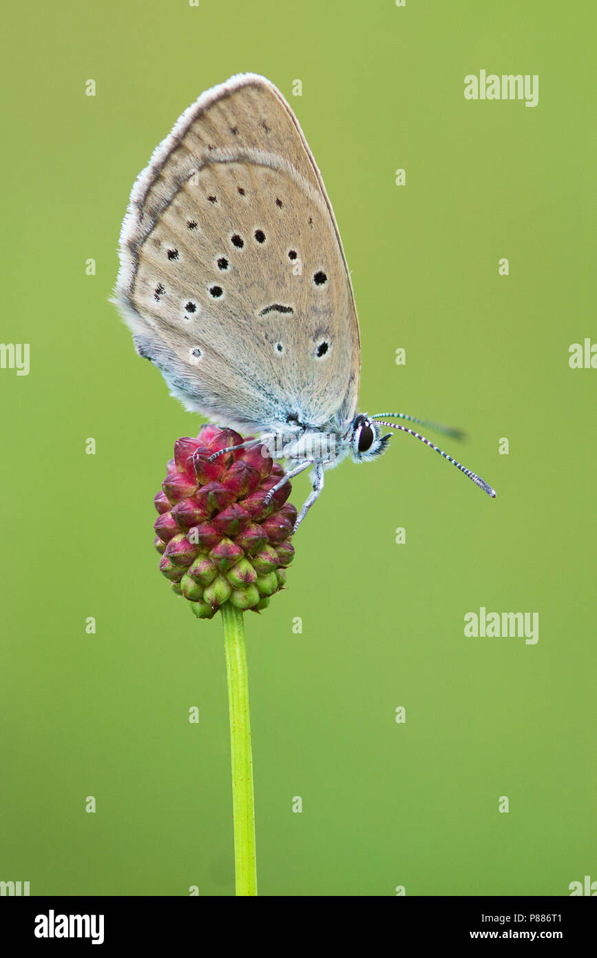 Pimpernelblauwtje op de grote pimpernel / rare grand bleu sur la pimprenelle Banque D'Images