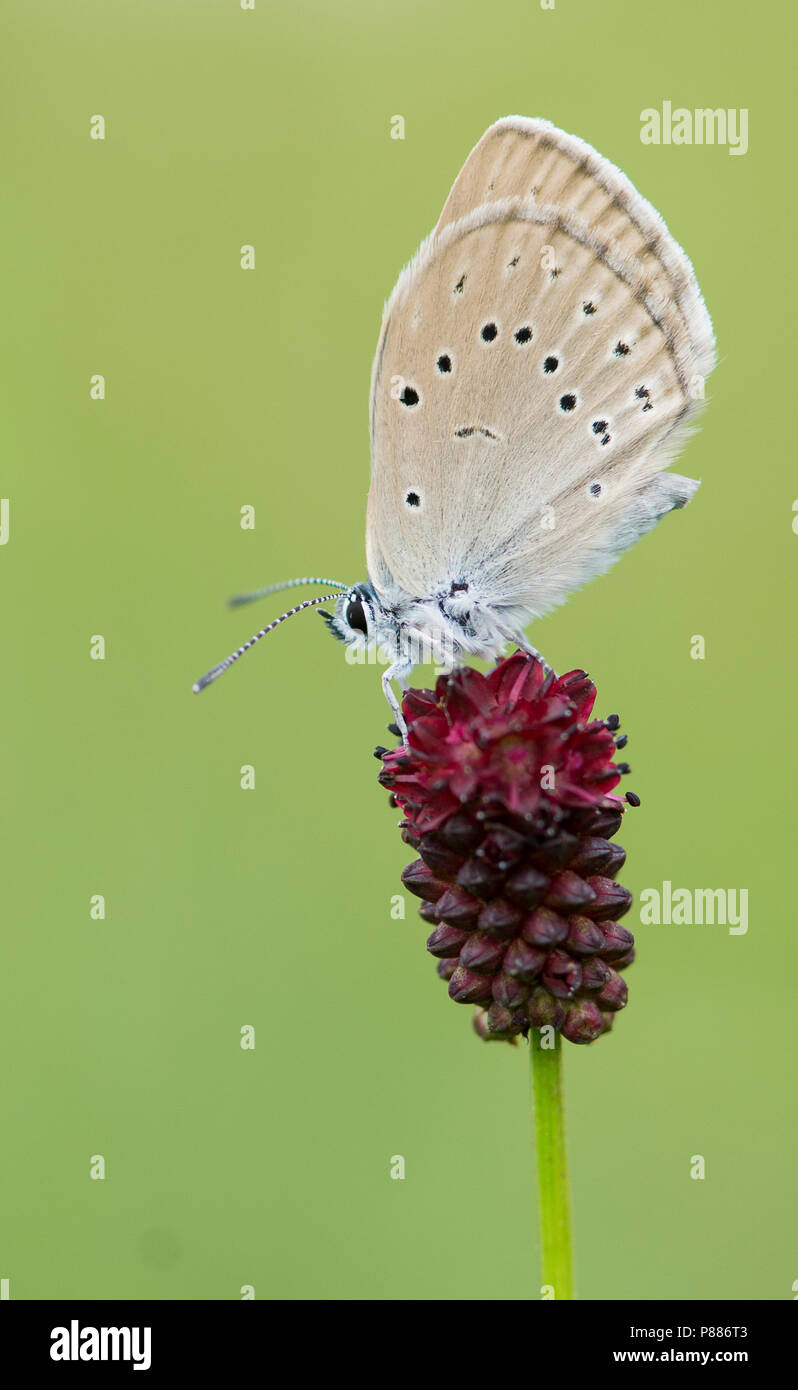 Pimpernelblauwtje op de grote pimpernel / rare grand bleu sur la pimprenelle Banque D'Images