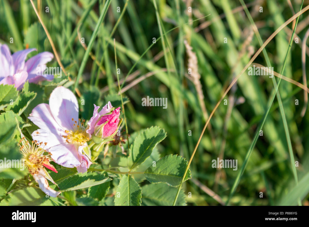 Une praire sauvage rose (Rosa arkansana pics) par l'une des graminées de pâturage ranch dans le Nebraska Sandhills. Banque D'Images