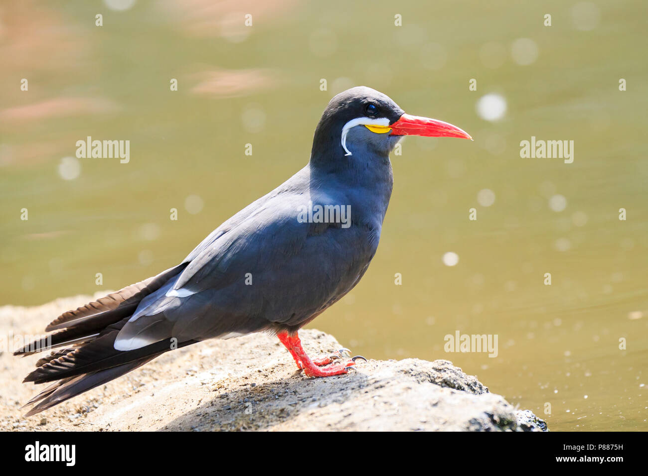 La Sterne Inca Larosterna Inca A Oiseaux Gris Foncé Blanc