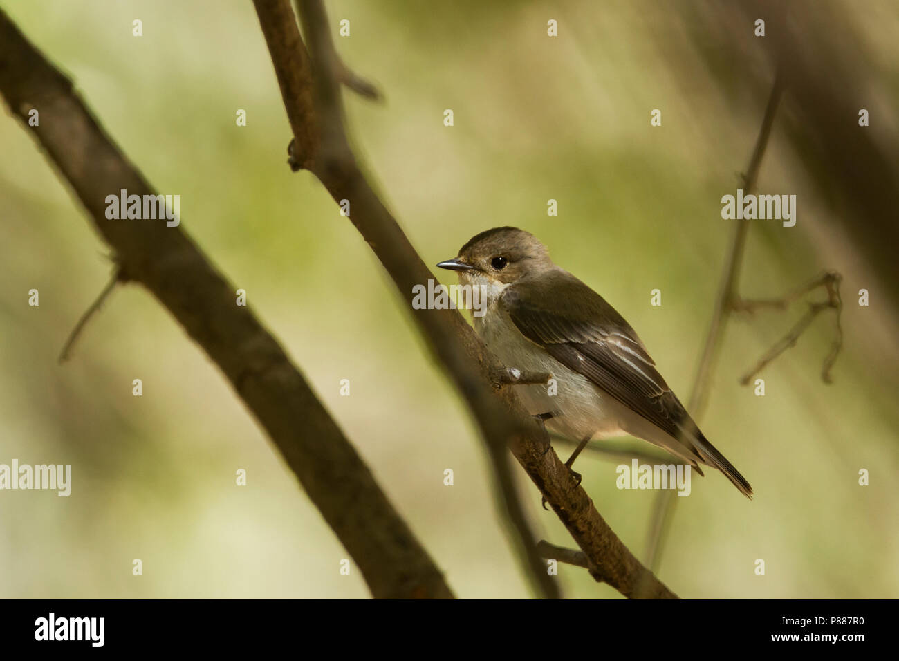 Semicollared Flycatcher Ficedula semitorquata - Halbringschnäpper -, Oman, 2e cy Banque D'Images