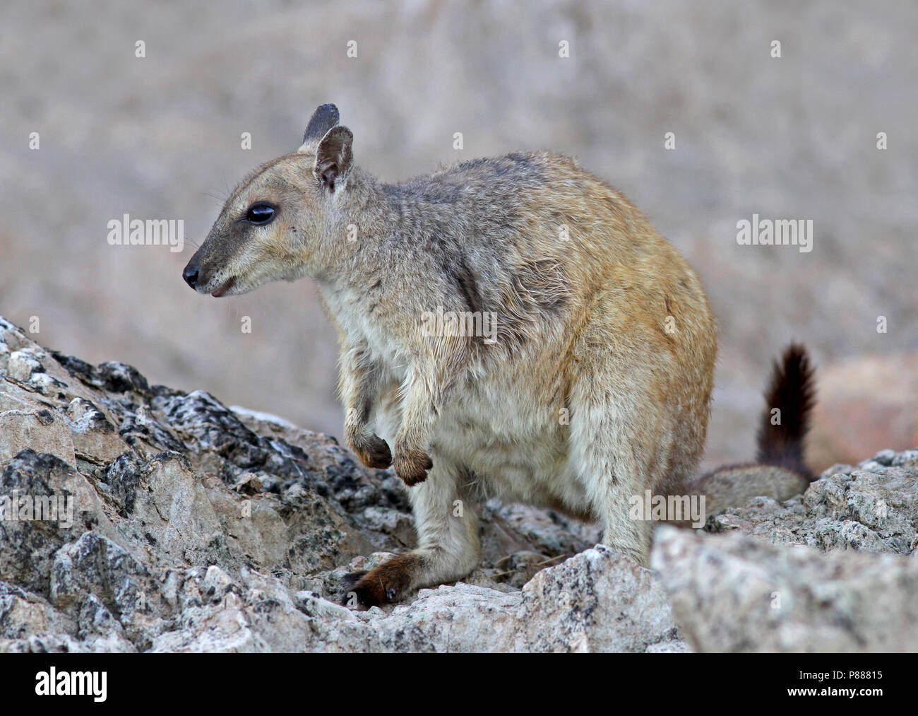 Kortoorrotskangeroe zittend op een pourrit, le hibou rock wallaby-perché sur un rocher Banque D'Images