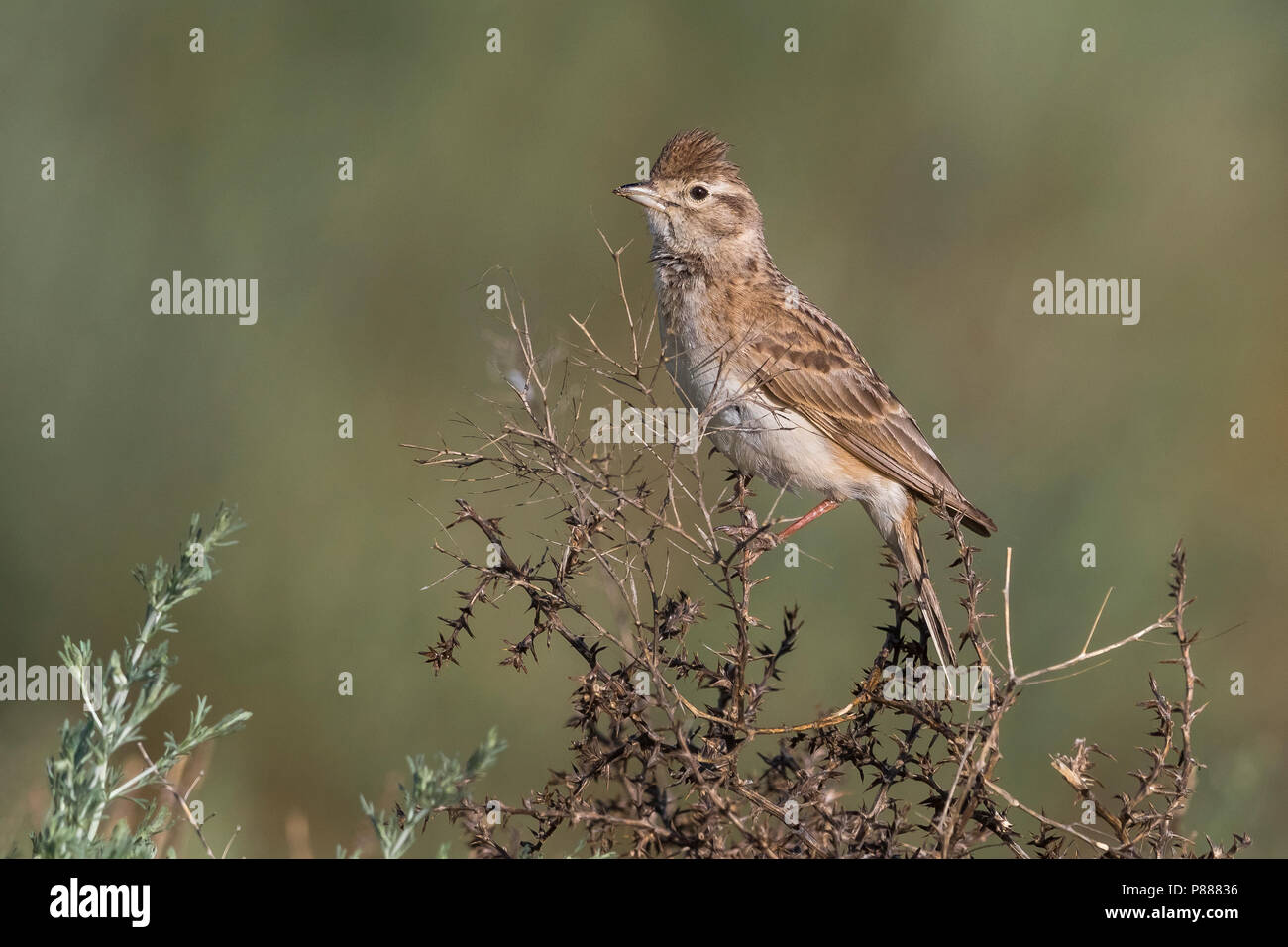 Kortteenleeuwerik ; Grand-toed lark Calandrella brachydactyla longipennis ; Banque D'Images