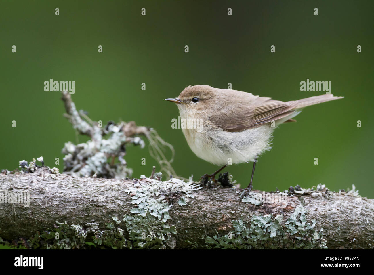 Taigazilpzalp - sibérie - Phylloscopus collybita tristis (), Kazakhstan Banque D'Images