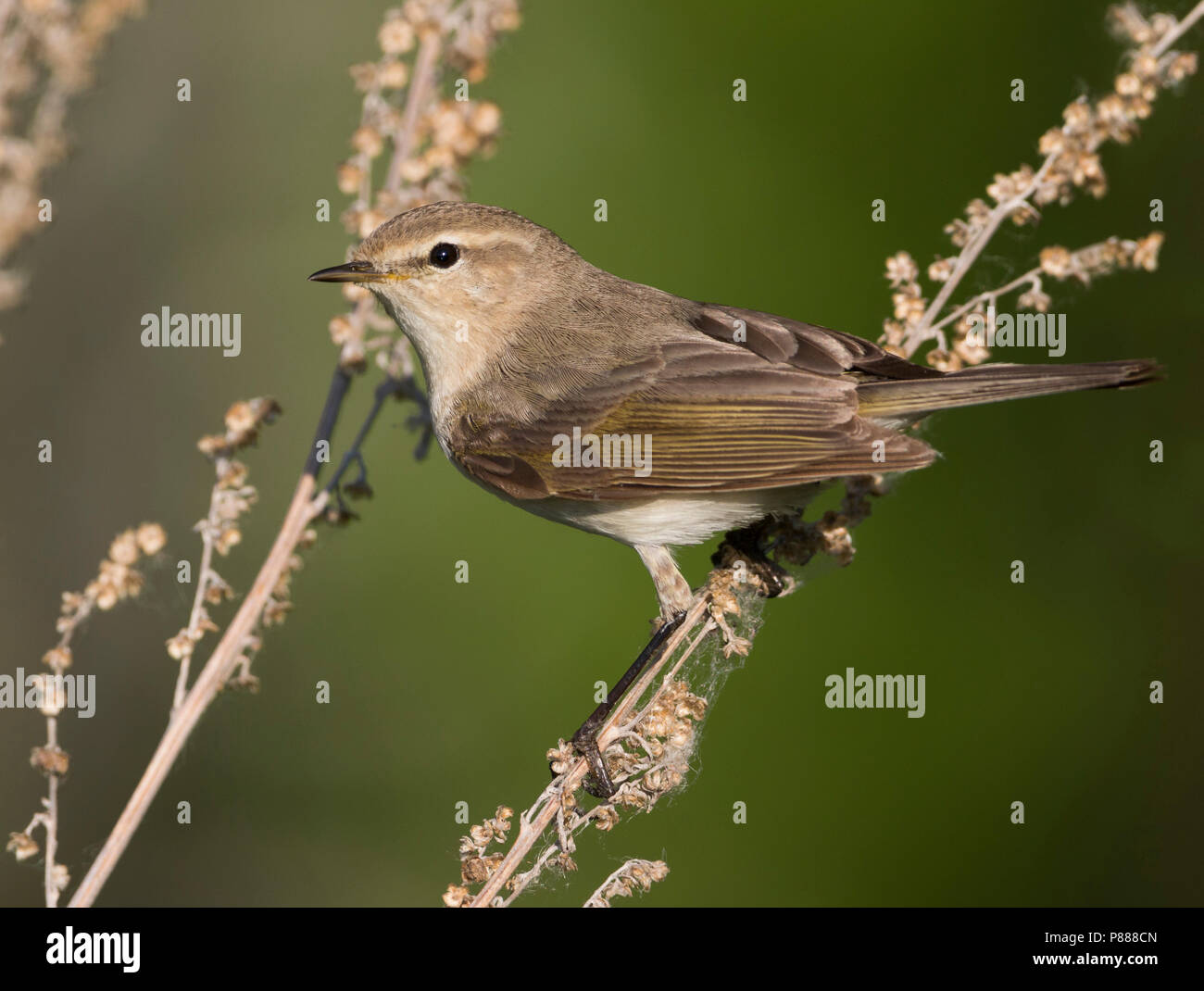 Taigazilpzalp - sibérie - Merops tristis, Russie (Oural) Banque D'Images