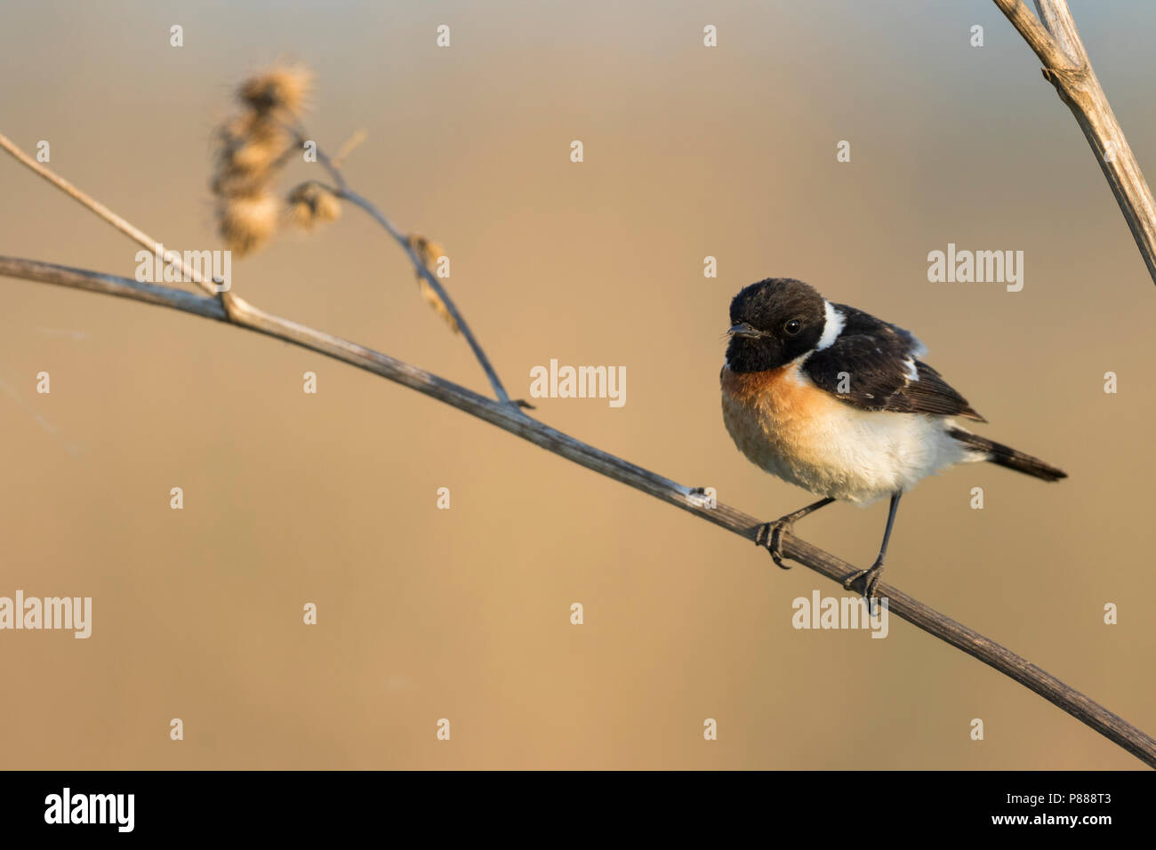 - Pallasschwarzkehlchen - Stonechat Sibérie Saxicola maurus, Russie (Oural), mâle adulte Banque D'Images