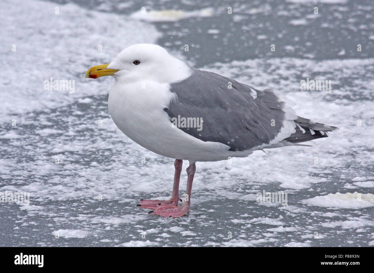 Goéland à ailes grises (Larus glaucescens) hivernant au Japon. Banque D'Images