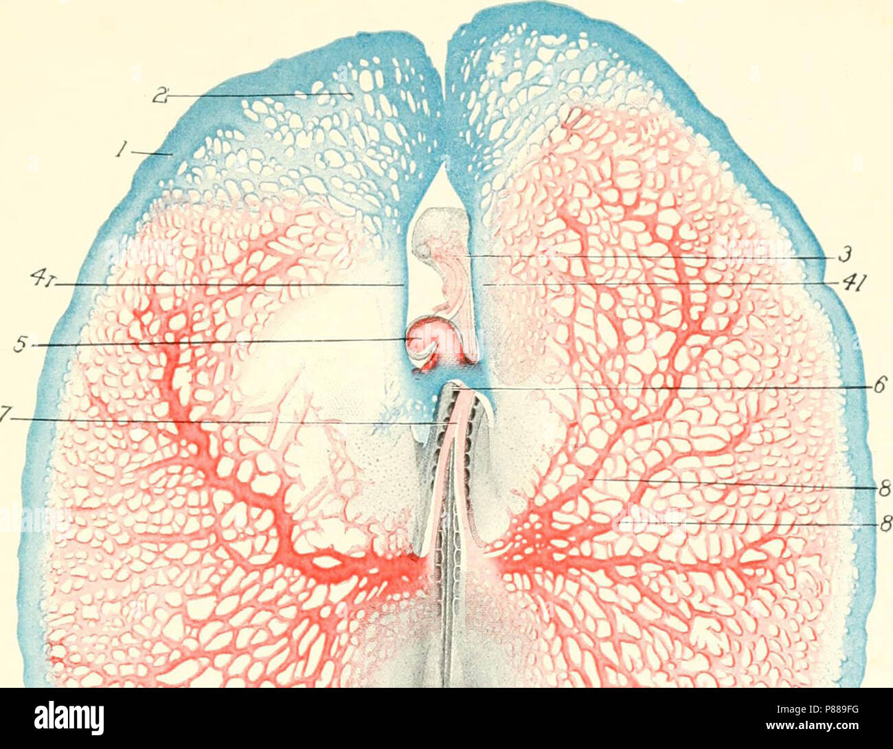 "Le développement du poussin ; une introduction à l'Embryologie' (1908) Banque D'Images