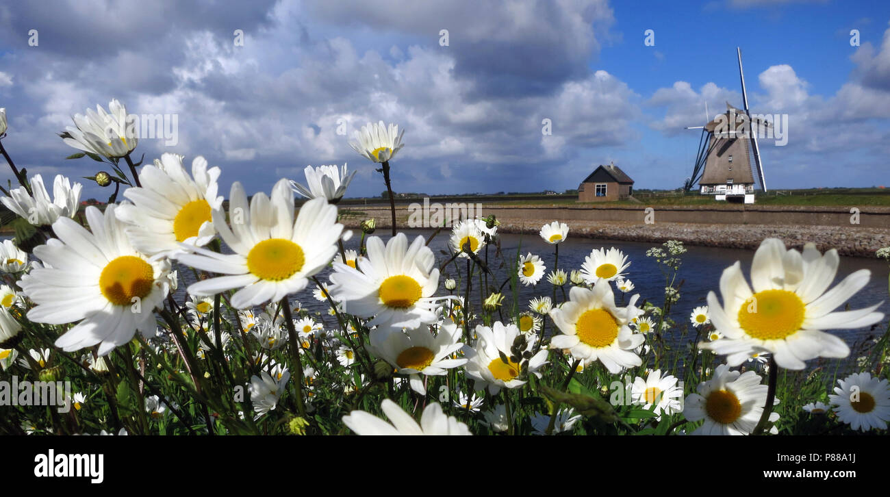 Madeliefjes op Texel ; English Daisy sur Texel, Pays-Bas Banque D'Images