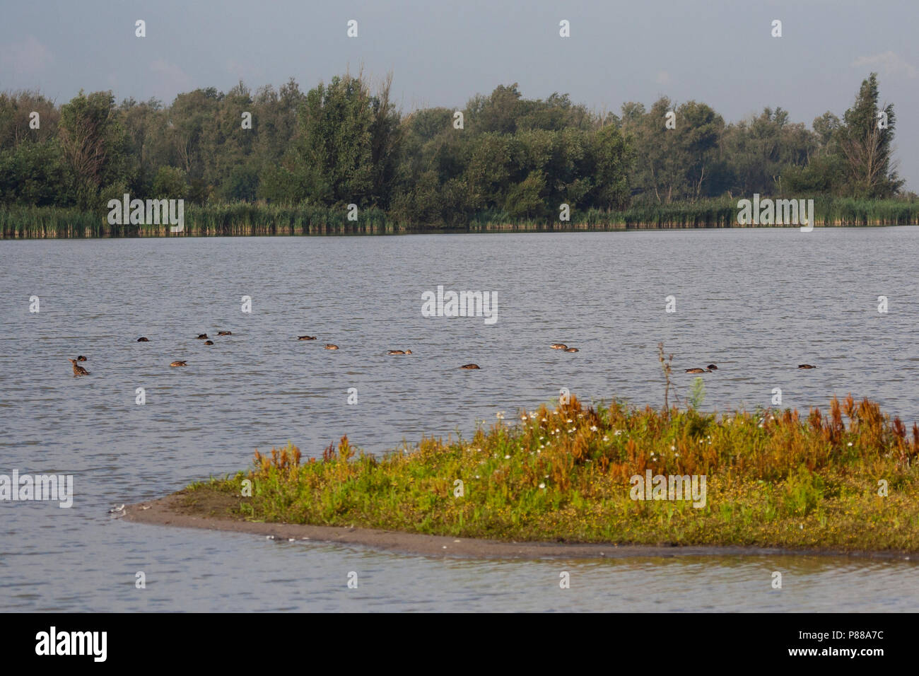 Waterplas rencontré bos en eenden dans voorgrond ; Lac avec des canards et des forêts en premier plan Banque D'Images