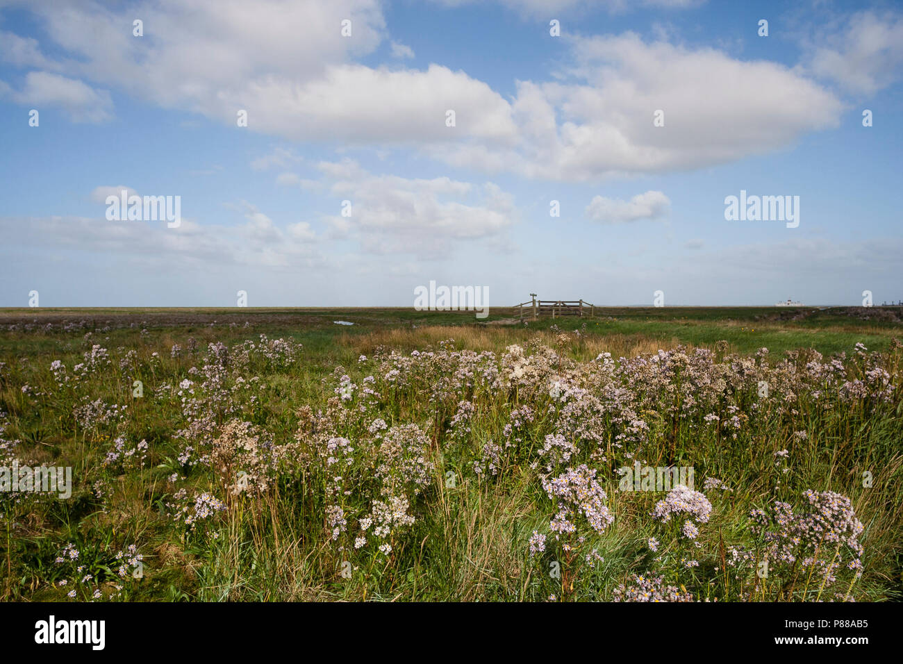 La floraison, Zeeaster Bloeiende Aster de mer Banque D'Images