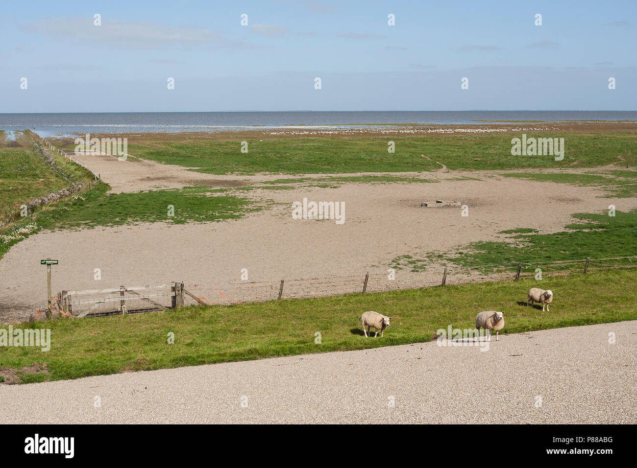 Zicht op de kust dans le Westhoek rencontré schapen en vogels ; voir à la côte ouest de la Belgique avec des moutons et des oiseaux Banque D'Images