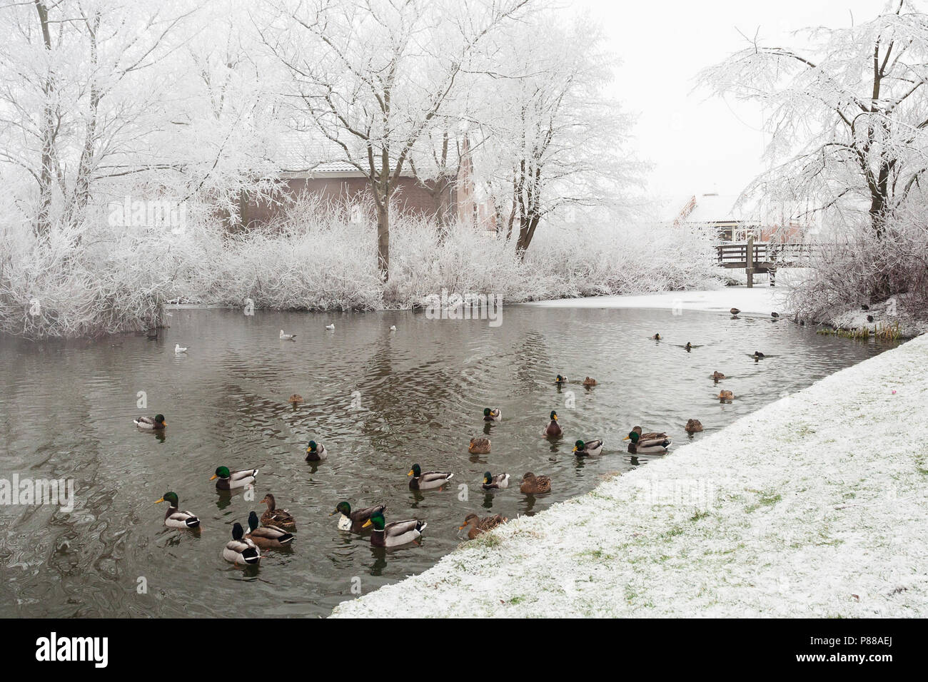 Le Canard colvert (Anas platyrhynchos) groupe la natation dans l'trou à Katwijk en hiver Banque D'Images