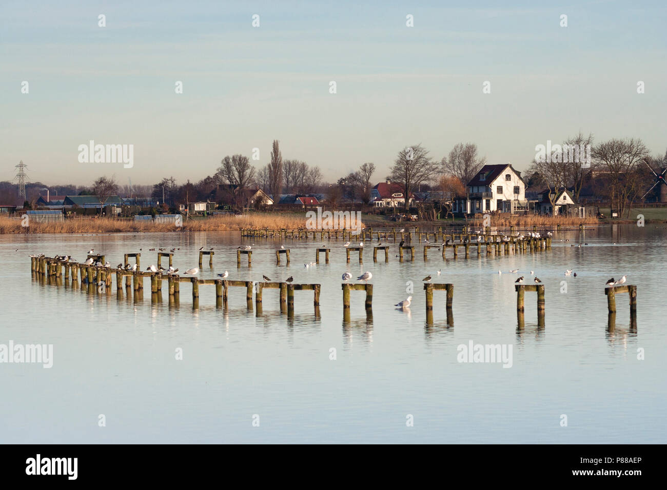 Oiseaux reposant à Starrevaart avec maisons en arrière-plan Banque D'Images