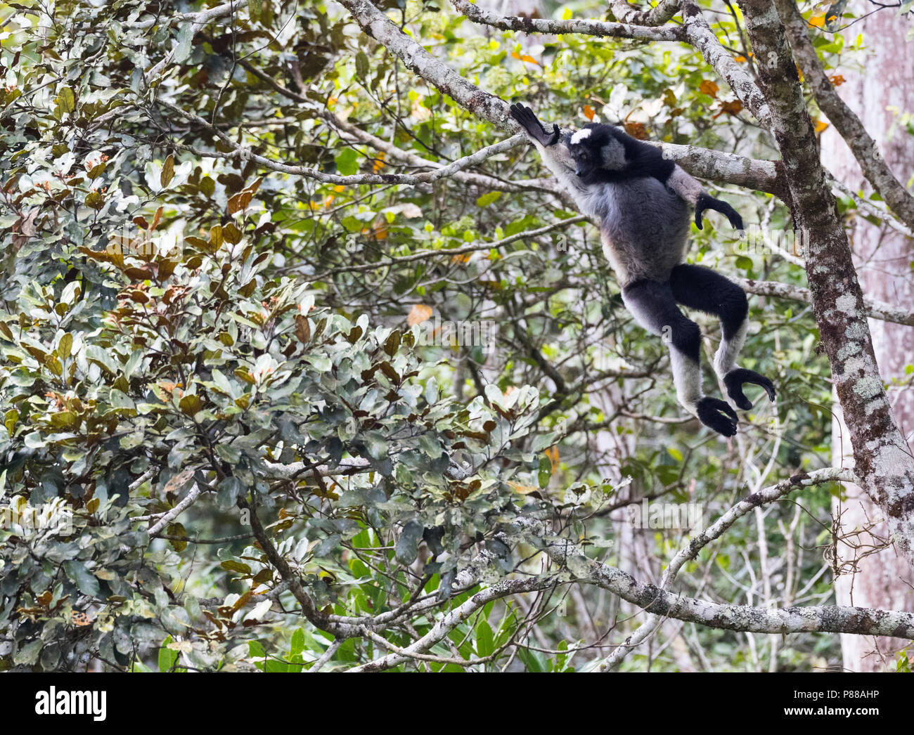 L'Indri Indri Springende ; Sauter (Indri Indri) dans perinet, Madagascar Banque D'Images