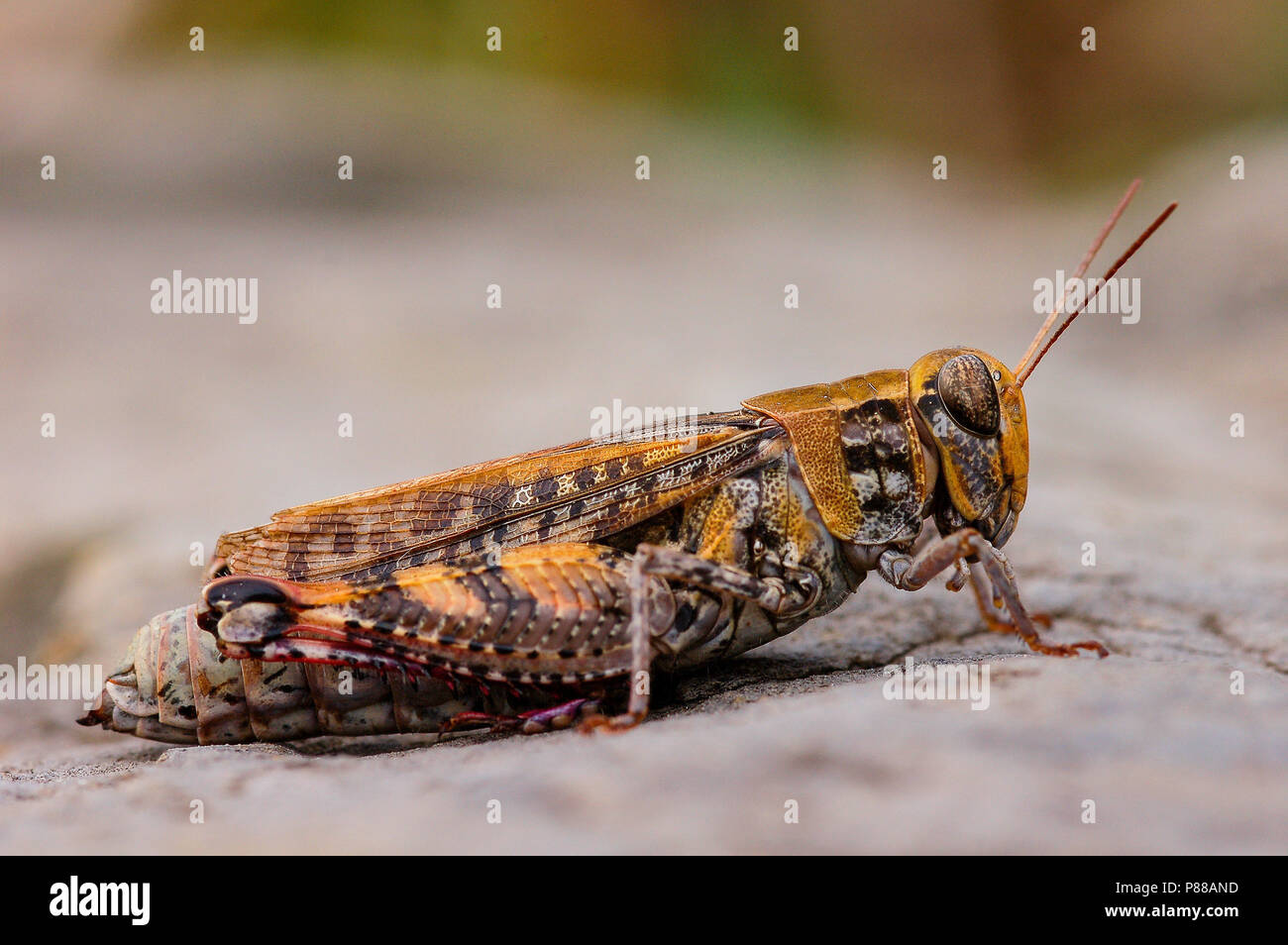 Italiaanse Rosevleugel Criquet italien, Banque D'Images