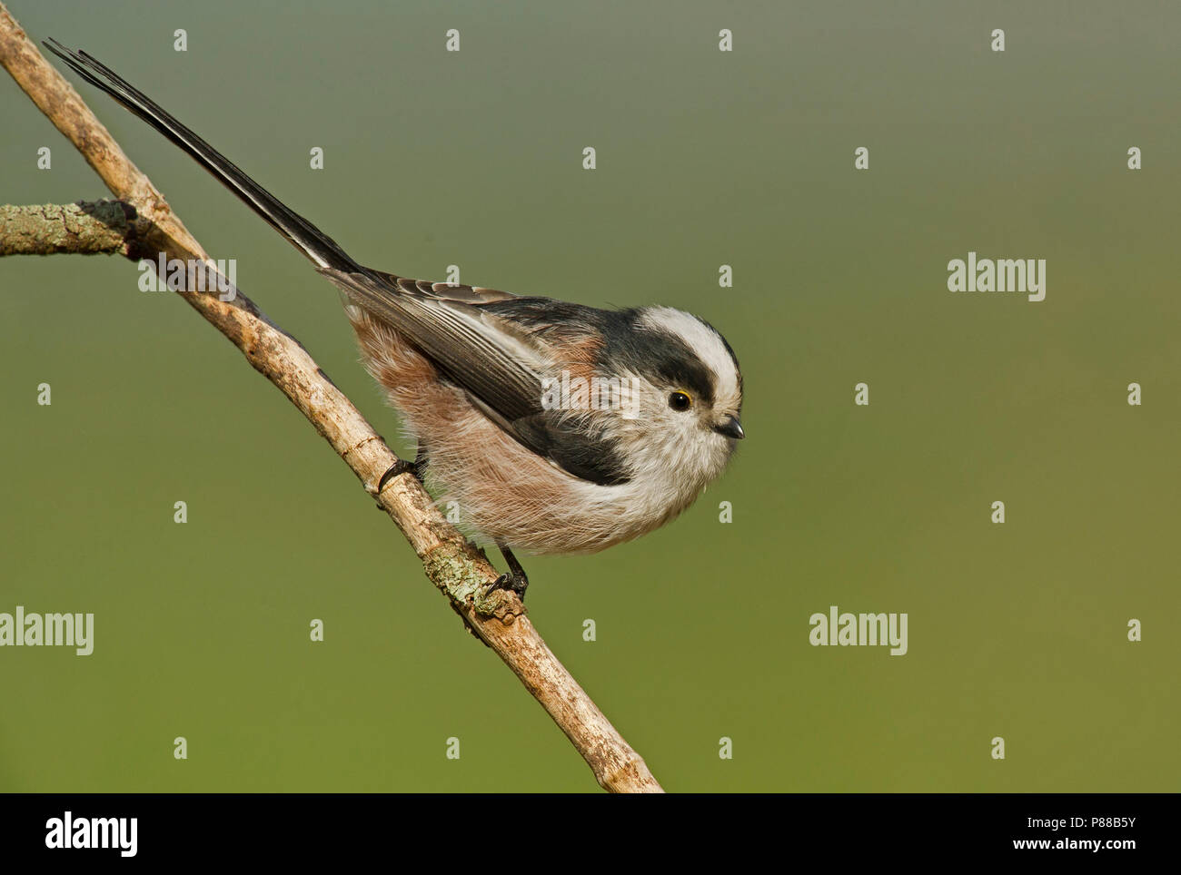 Mésange à longue queue (Aegithalos caudatus) dans le nord de l'Italie Banque D'Images