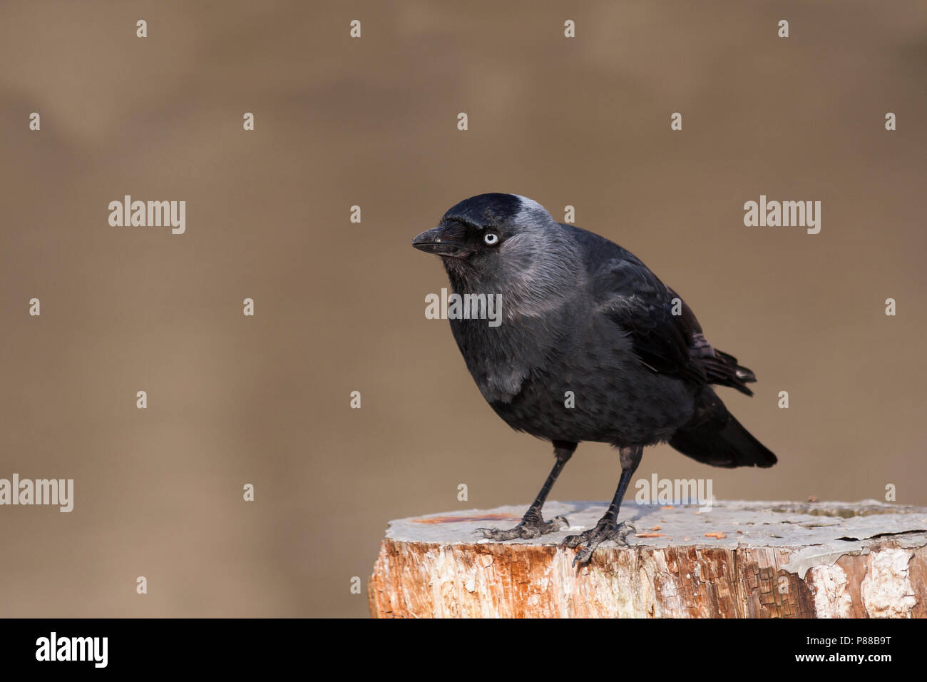 - Jackdaw Dohle - Corvus monedula ssp. monedula, Allemagne, des profils Banque D'Images