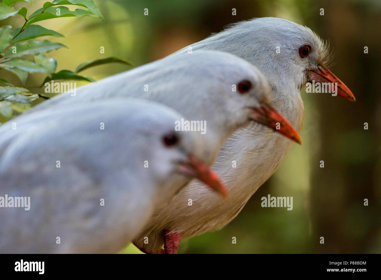 Kagu (Rhynochetos jubatus) est une crête, à jambes longues, et d'oiseau gris-bleu dense endémique de la forêt de montagne de Nouvelle-Calédonie. Banque D'Images