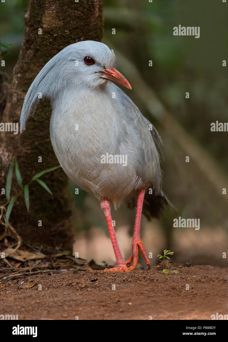 Kagu (Rhynochetos jubatus), d'un cormoran à longues pattes, gris-bleu et oiseau endémique de la dense forêt de montagne de Nouvelle-Calédonie. Banque D'Images