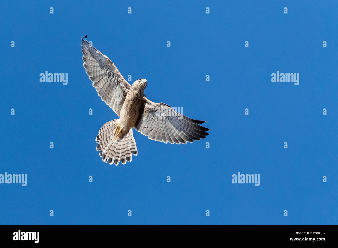 Jeunes Faucon crécerellette (Falco naumanni) en vol au-dessus d'une colonie de reproduction en Espagne. Banque D'Images