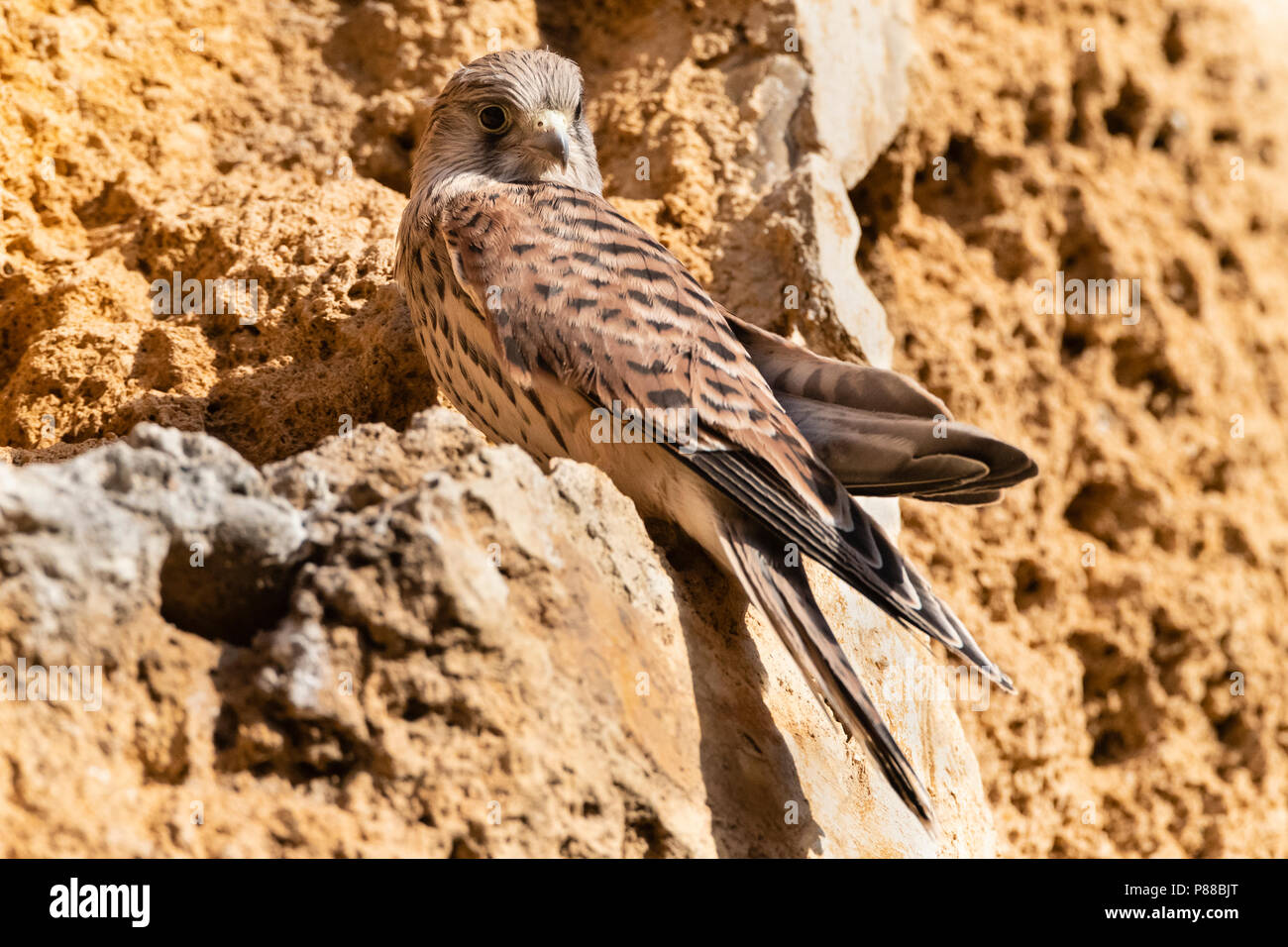 Jeunes Faucon crécerellette (Falco naumanni) lors d'une colonie de reproduction en Espagne. Banque D'Images